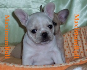 French Bulldog Puppies for Sale