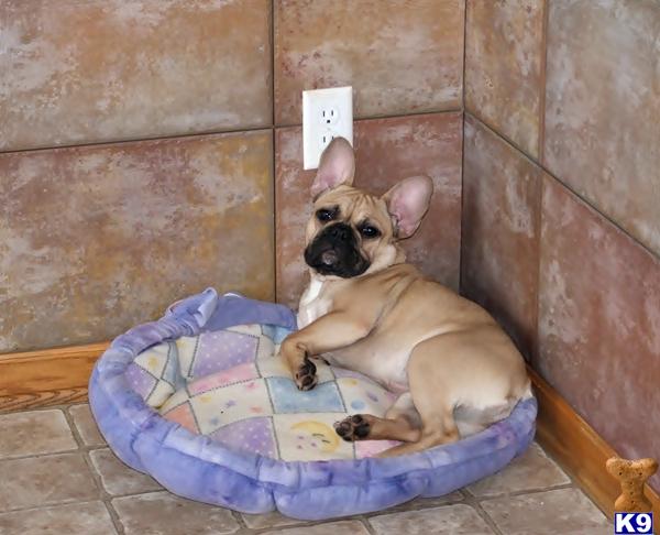Dogs - French Bulldog