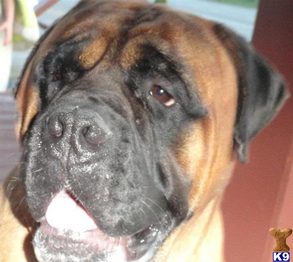 Stud Dogs - Bullmastiff