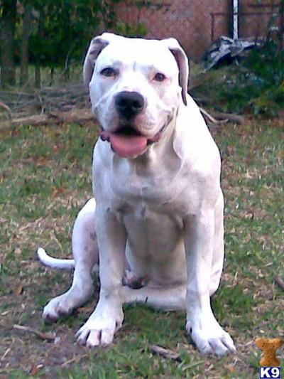 Stud Dogs in FL