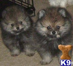 Puppies in Cape coral