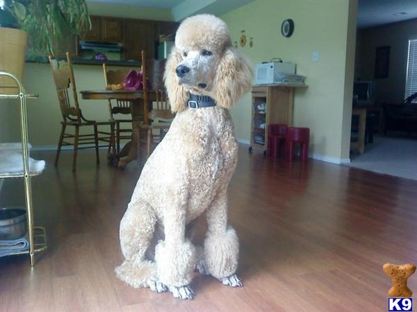 Stud Dogs - Poodle