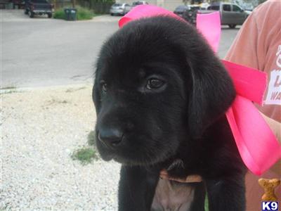 Puppies in San marcos
