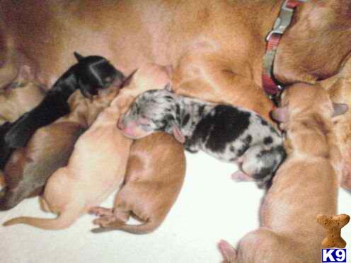 Puppies in Philadelphia