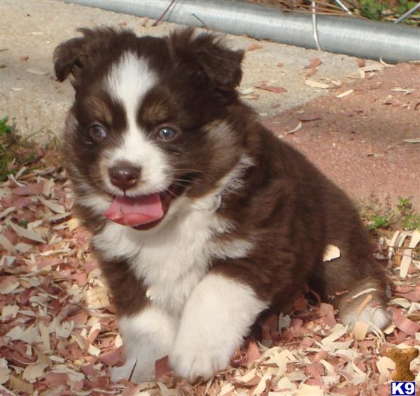 Miniature Australian Shepherd Puppies