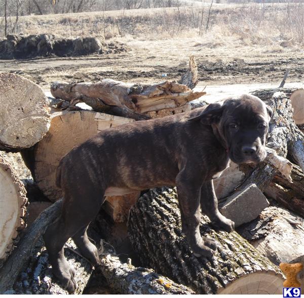 puppy place iowa document moved puppy place iowa document moved