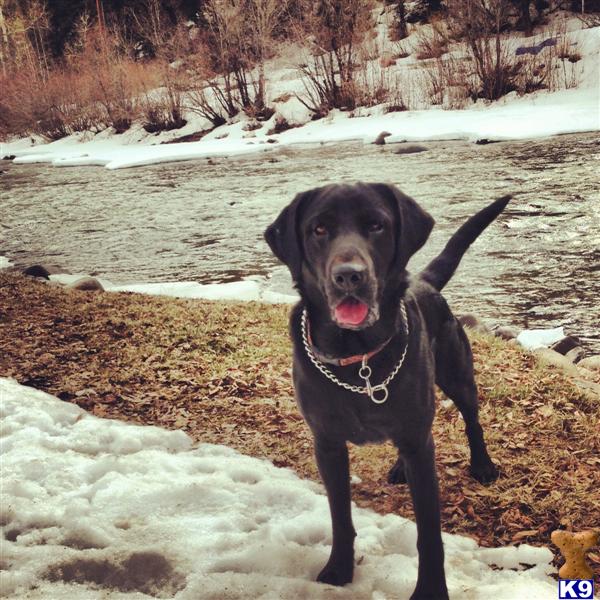 Stud Dogs - Labrador Retriever