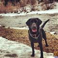 Stud Dog