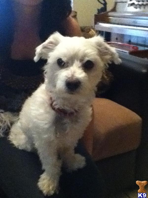 Stud Dogs - Maltese
