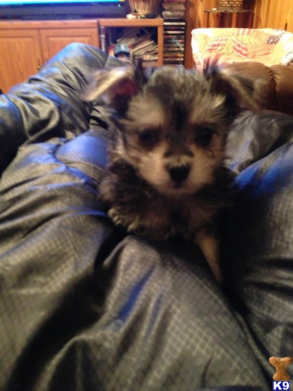 Puppies in OK