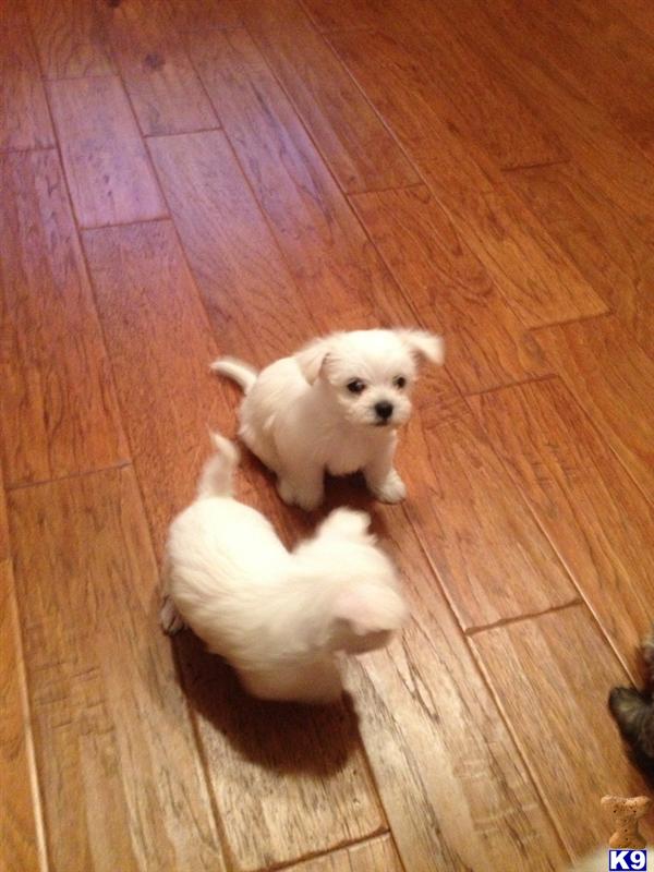 Puppies in OK