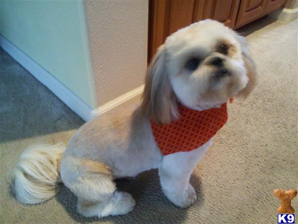 Stud Dogs - Shih Tzu