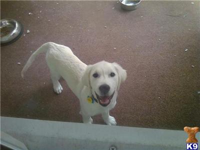 Golden Retriever Puppies in FL
