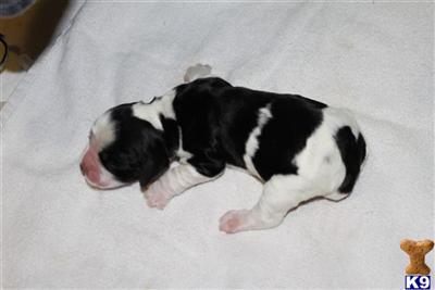 English Springer Spaniel Puppies for Sale