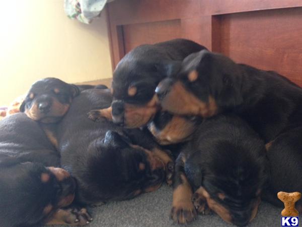 doberman puppies for sale in ky document moved doberman puppies for sale in ky document moved