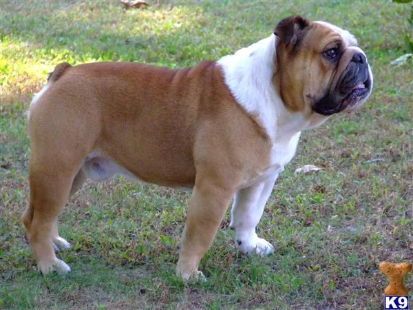 Stud Dogs in AR