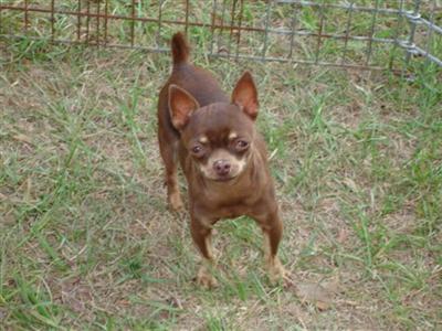 Dogs - Chihuahua
