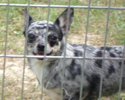 Dogs - Chihuahua