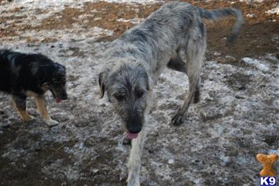 Stud Dogs - Irish Wolfhound