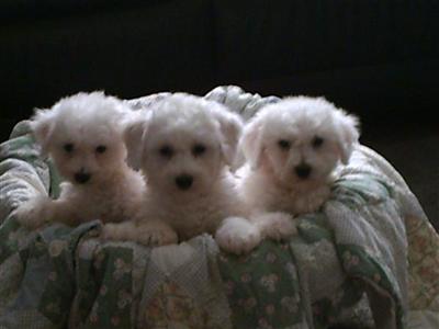 Bichon Frise Puppies for Sale