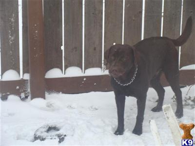 Stud Dogs - Labrador Retriever
