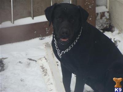 Stud Dogs - Labrador Retriever