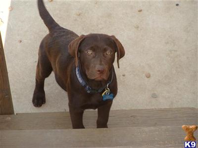 Stud Dogs - Labrador Retriever