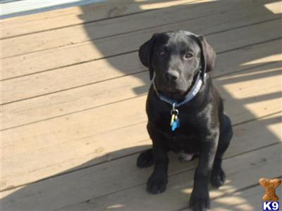 Stud Dogs - Labrador Retriever