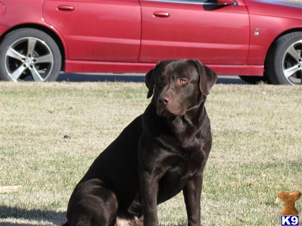 Stud Dogs in KS