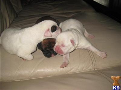 Boxer Puppies in FL