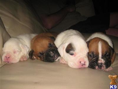 Boxer Puppies in FL