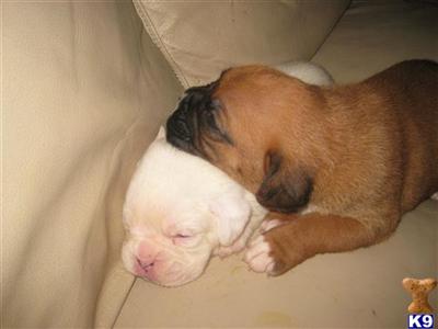 Boxer Puppies in FL