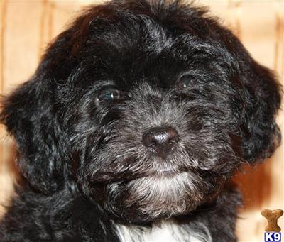 Goldendoodles Puppies for Sale