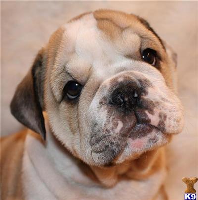 English Bulldog Puppies for Sale