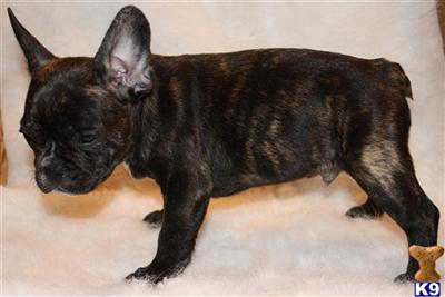 French Bulldog Puppies for Sale
