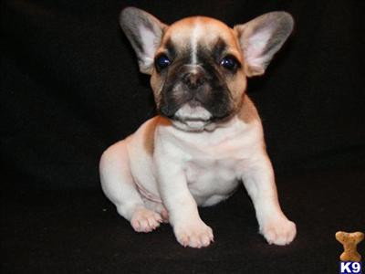 French Bulldog Puppies for Sale
