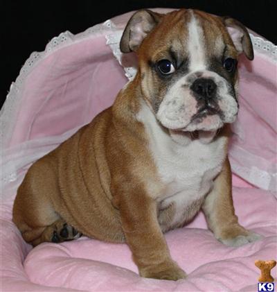 English Bulldog Puppies for Sale