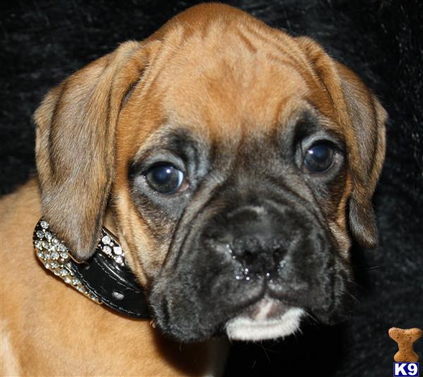 Boxer Puppies