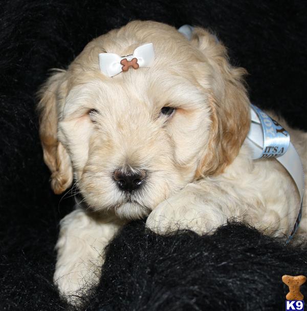 Puppies in OH