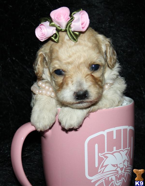 Poodle Puppies