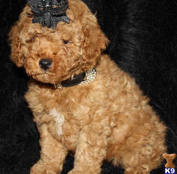 Poodle Puppies