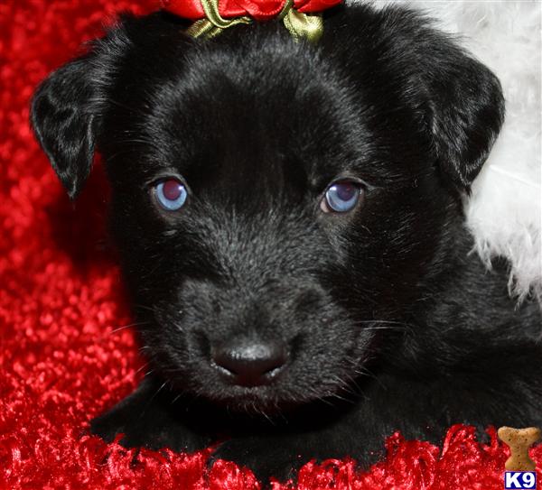 Puppies in OH