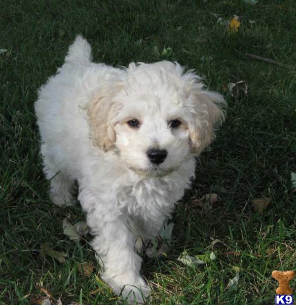 Cocker Spaniel Puppies