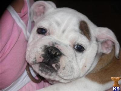 English Bulldog Puppies for Sale