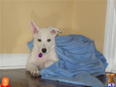 Puppies in GA