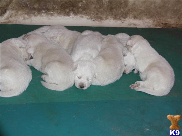 Puppies in SC