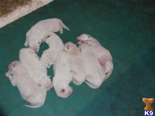 Puppies in SC