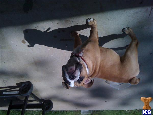 Dogs for Sale in MO