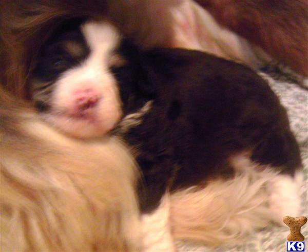ashanda shih tzu shih tzu rescue md image search results ashanda shih tzu shih tzu rescue md image search results