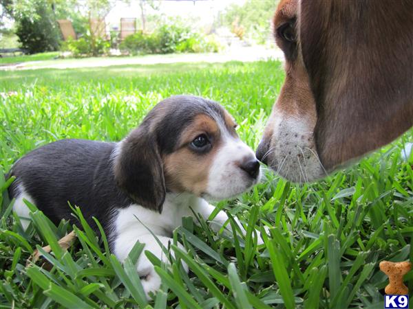 Beagle Puppies